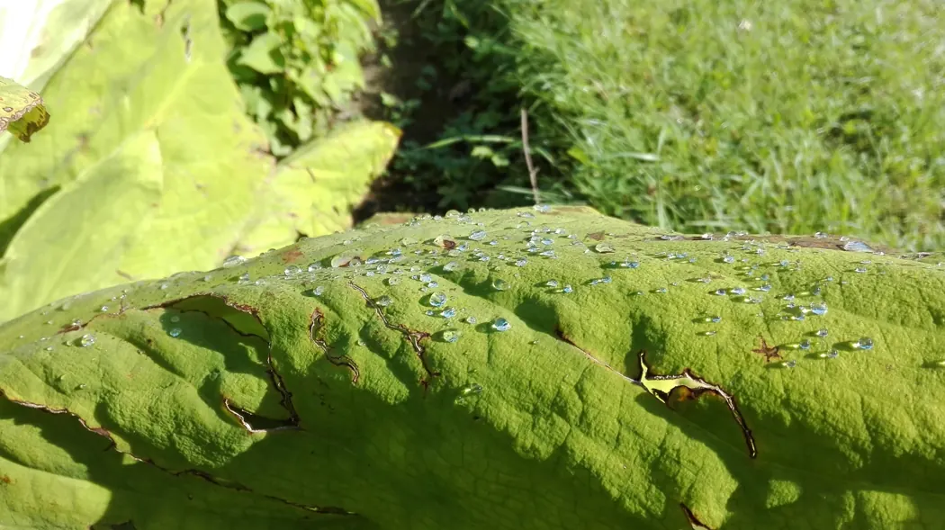 Tropfen auf einem Blatt als Beispiel für das Zusammenspiel von Oberfläche und Wasser