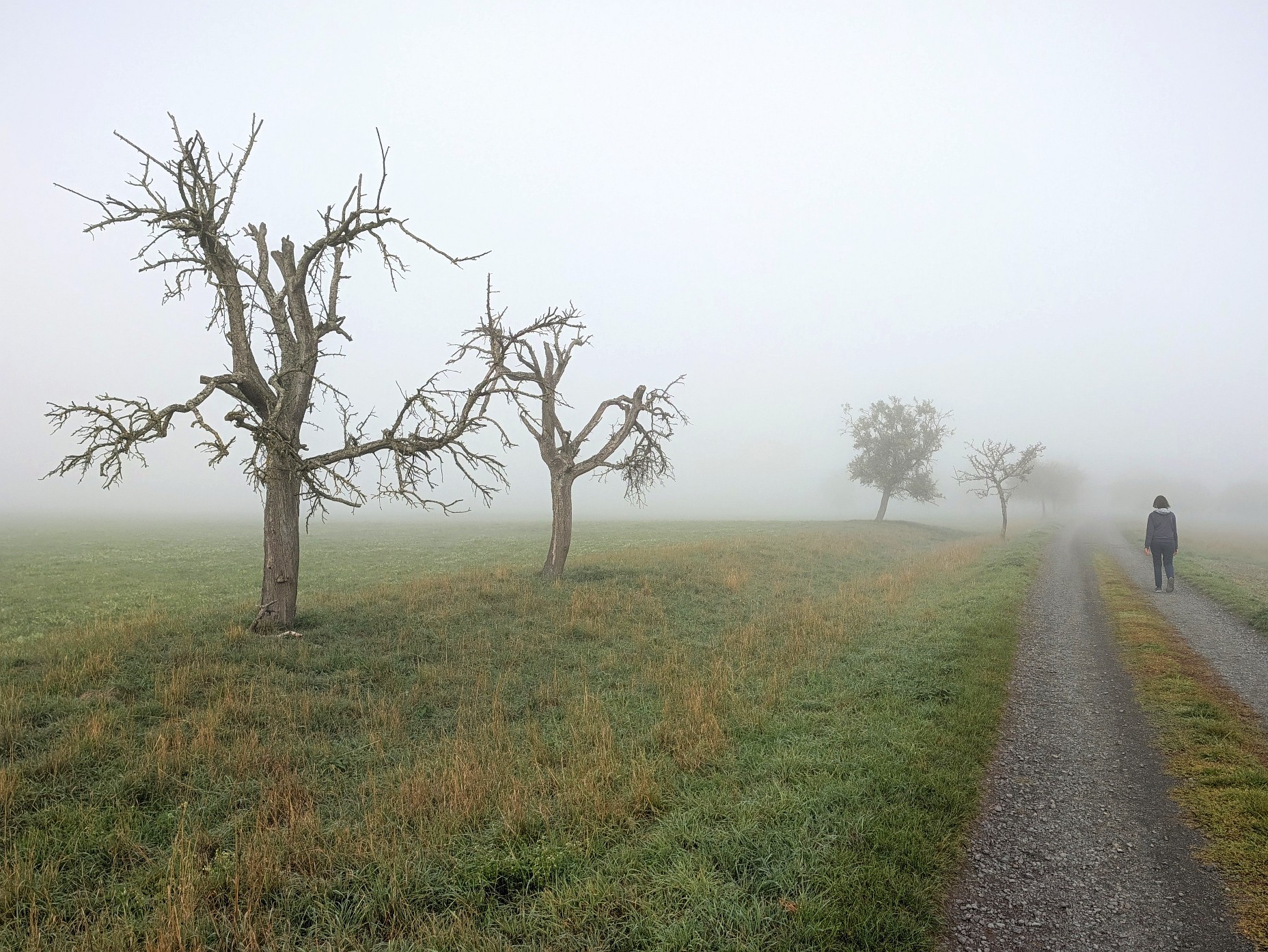 Obstbäume und ein Feldweg verschwinden im Morgennebel
